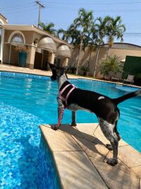 Imagem do produto Pet Friendly